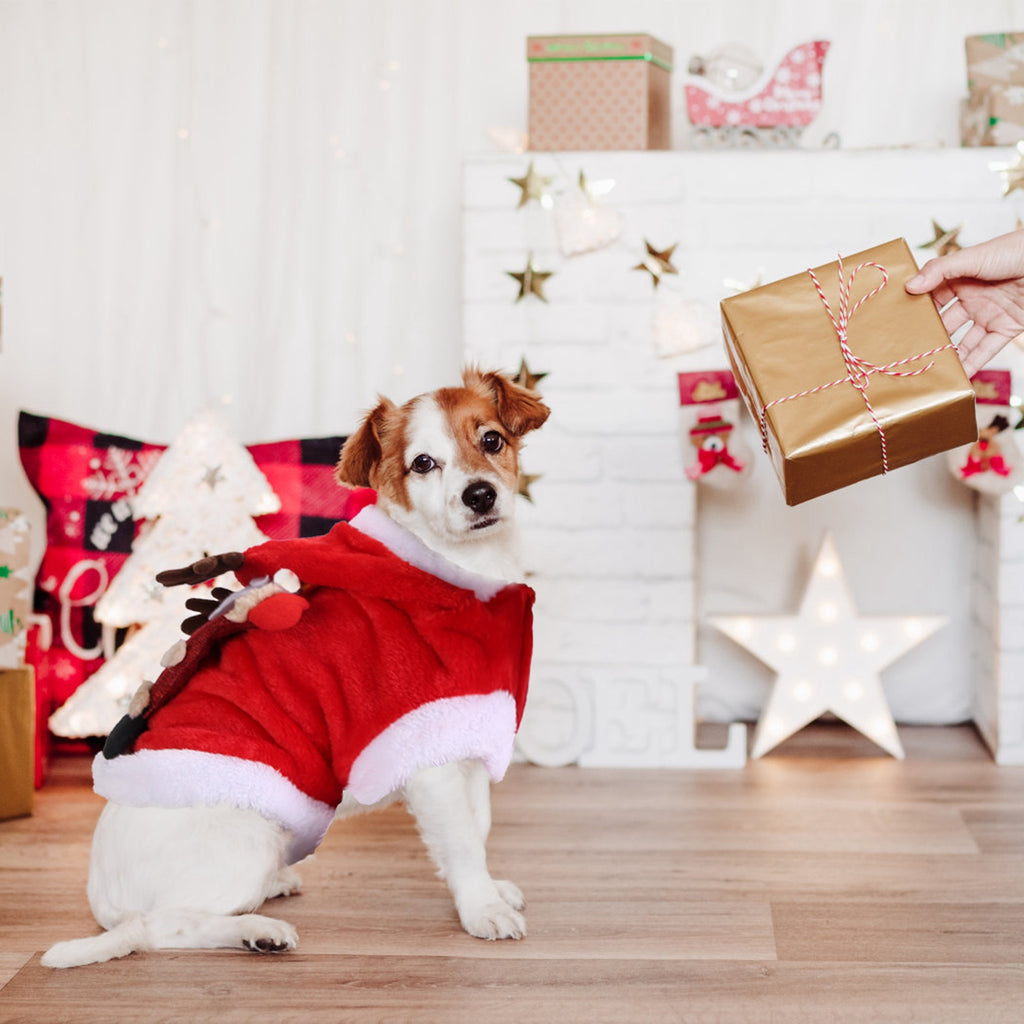 CJ holiday dog outfit — supplier gallery