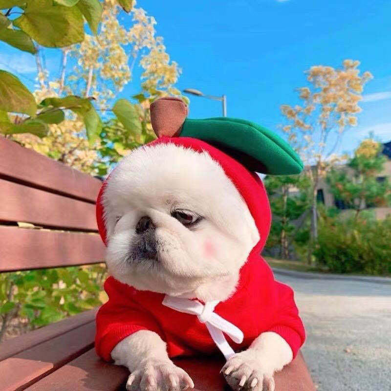 Apple fruit fleece dog hoodie