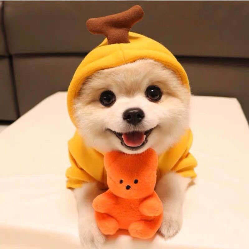 Banana fruit fleece dog hoodie